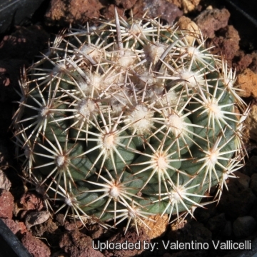 Coryphantha kracikii