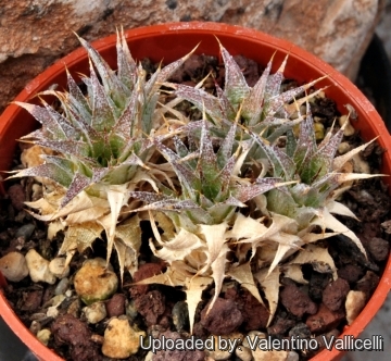 Deuterocohnia brevifolia subs. chlorantha