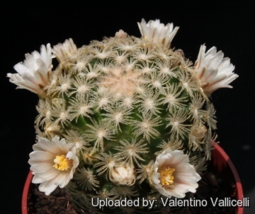 Mammillaria roemeri