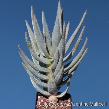 Aloe dichotoma