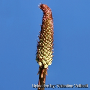 Drimia maritima