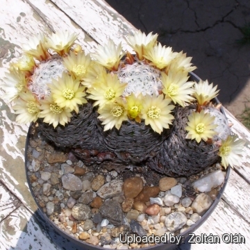 Mammillaria crinita subs. duwei