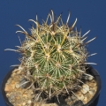 SB263 ( Collector: Steven Brack) Locality: Saltillo, Coahuila, Mexico