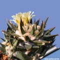 Ariocarpus trigonus