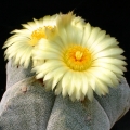 The flowers are silky yellow (never red throated)