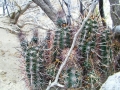 Habit at Bajada Del Agrio, Neuquen, Argentina.