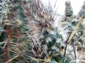 Fruit in habitat at Bajada Del Agrio, Neuquen, Argentina.