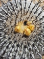 Copiapoa columna-alba, buds and seeds.