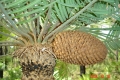 Male cone.