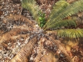 30 years old. Caudex 17cm Ø. This plant is just coming out of it's Deciduous phase, it is beginning to push new leaves.