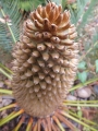 Cycas cairnsiana, Male cone.