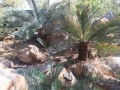 Some of the trunked specimens in the Jurassic Cycad Gardens Ex-Situ conservation collection.