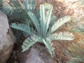 New leaves.  Ex-situ collection. Jurassic Cycad Gardens.