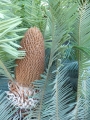 Male cone.