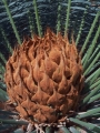 Cycas maconochiei Female cone.