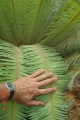 Fronds in habitat.