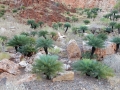 Cycas pruinosa in Habitat, East Kimberley Region of Western Australia.