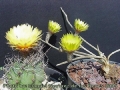 A. capricorne  and A. caput-medusae  flowers. Photo kindly provided by Manuel Nevarez de los Reyes