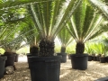 Potted specimens Cycad International,  Katherine, Northern Territory, Australia