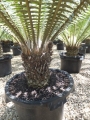 Dioon spinulosum@ www.cycadinternational.com