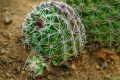 Mamillaria balsasoides with budding.