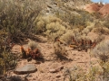 In habitat. (Neuquén province, Argentina)