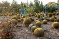 From panchkula cactus garden