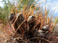 Spines and buds.