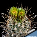 Sclerocactus scheeri GL707 Falcon Lake. Zapata Co. TX. Flowers: Yellowish/greenish brown.