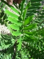 Leaf at Cycad International, Katherine, Northern Territory, Australia.