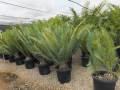 Potted specimens at Cycad International,  Katherine, Northern Territory, Australia.