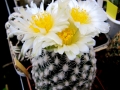 SB470 Coconino Co, Arizona, USA (white spines type)