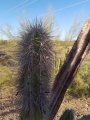 Lophocereus schottii, cephalium.