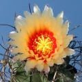 The throat and the base of the petals are red