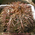 The body of this plant is a chalky blue colour, and some forms have magnificent spines.