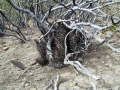 A clump nested under a Jarilla (Larrea nitida cavanilles) Bajada Del Agrio, Neuquen, Argentina.