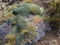 Habit, Neuquén province, Argentina.