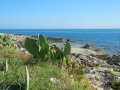 Plants groving on the seaside near Fontane Bianche, Siracusa, Sicily, Italy.