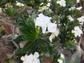 Blooming habit at Cycad International, Katherine, Northern Territory, Australia.