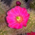 Echinocereus coccineus var rosei RI 284 (F. Magon C) - ex P. Panarotto.