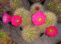 Echinocereus coccineus var rosei RI 284 (F. Magon C) - ex P. Panarotto.