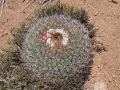 Habit at Fray Jorge - Chile.