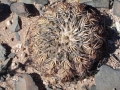 Growing habit near Cafayate, Salta, Argentina.