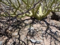 Habitat near Cafayate, Salta, Argentina.