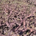 Euphorbia balsamifera ssp balsamifera, around Arafo, Tenerife, Canary Island.