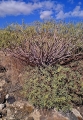 Euphorbia balsamifera ssp balsamifera, around Arafo, Tenerife, Canary Island.