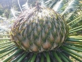 Cycas siamensis, female cone, in ChiangMai, Thailand.