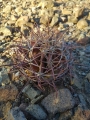 Ferocactus emoryi, in habitat Mexico.