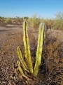 Lophocereus schottii, juvenile specimen.