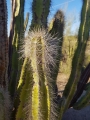 Lophocereus schottii, cephalium.